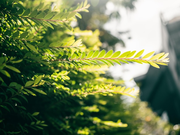 Beautiful fern leaves green in sunlight