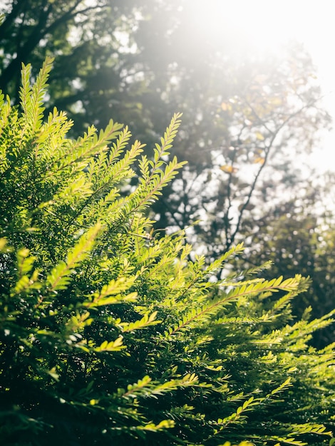 Beautiful fern leaves green in sunlight