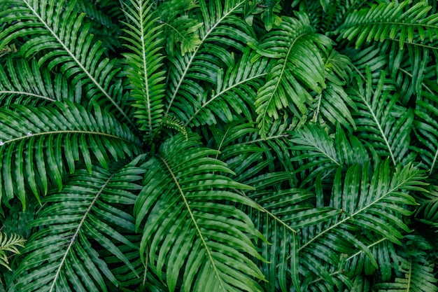 Beautiful ferns ( Blechnum x rasmijoti ) leaves green