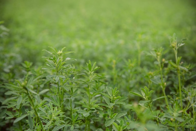 Beautiful field of alfalfa Growing for the needs of agriculture