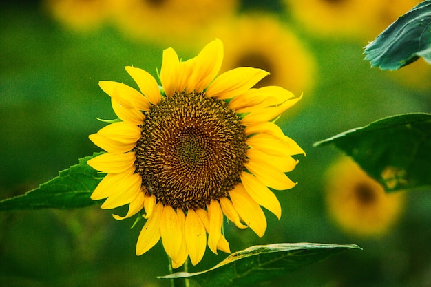 Beautiful field of blooming sunflowers against sunset golden light and blurry landscape background