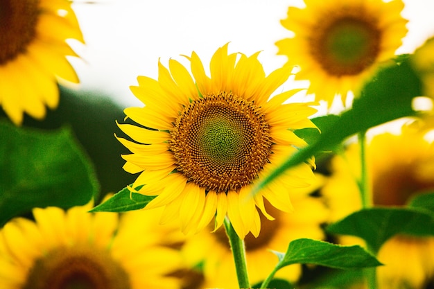 Beautiful field of blooming sunflowers against sunset golden light and blurry landscape background