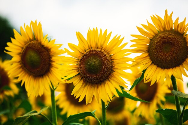 Beautiful field of blooming sunflowers against sunset golden light and blurry landscape background