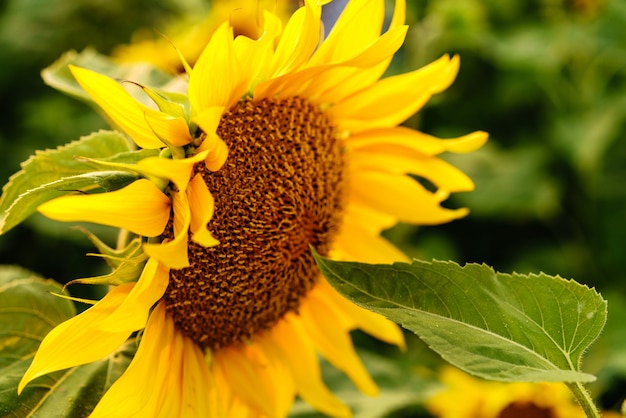 Beautiful field of blooming yellow sunflower flowers against the background