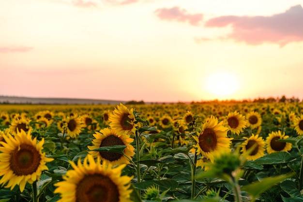 Beautiful field of blooming yellow sunflower flowers against the background