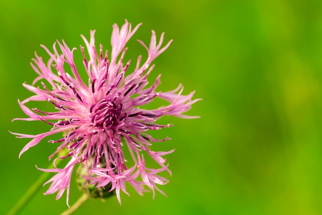 Beautiful field pink flower on green blurred background closeup