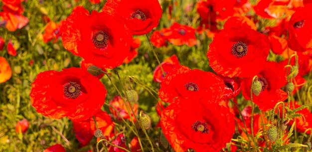 Beautiful field of red poppies