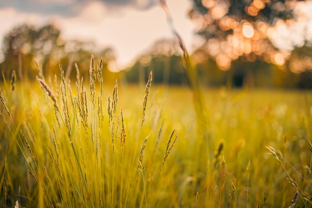 Beautiful field on the sunset and different wildflowers Abstract nature closeup nature landscape