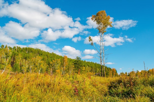 Beautiful field with a birch on a background of the green forest and blue sky. Autumn landscape.