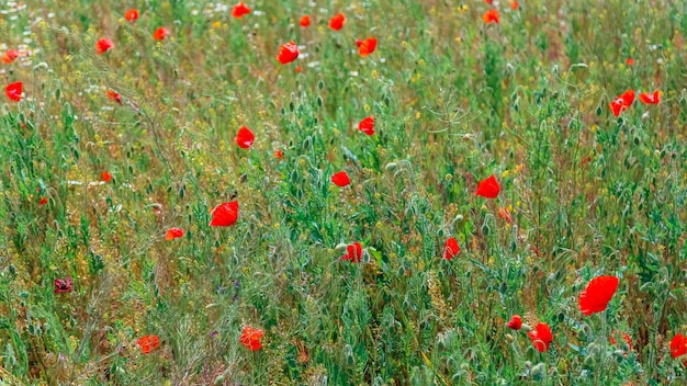 Beautiful field with blooming poppies as symbol of memory of war and anzac day in summer Blooming poppy in field Wildflowers poppy field landscape Long web banner