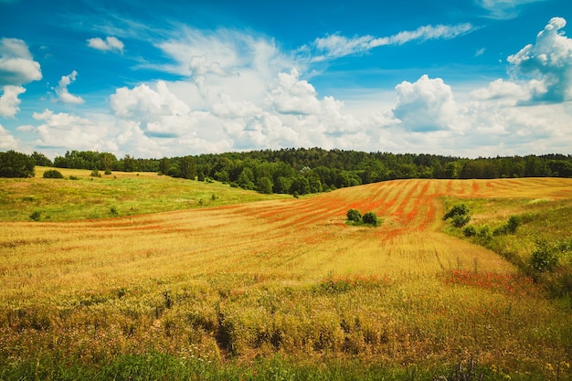 Photo beautiful field with blooming red poppies. organic farming in lithuania.