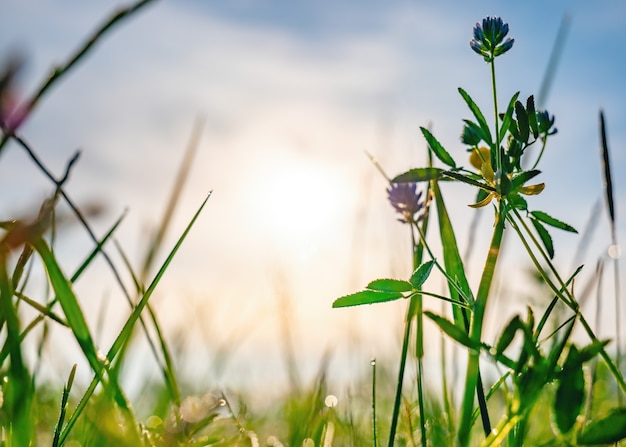 Beautiful field with grass and flowers in early morning sunlight