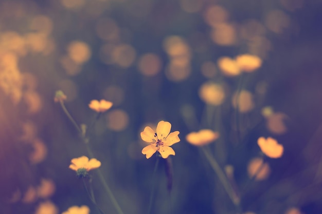 Beautiful field with small flowers