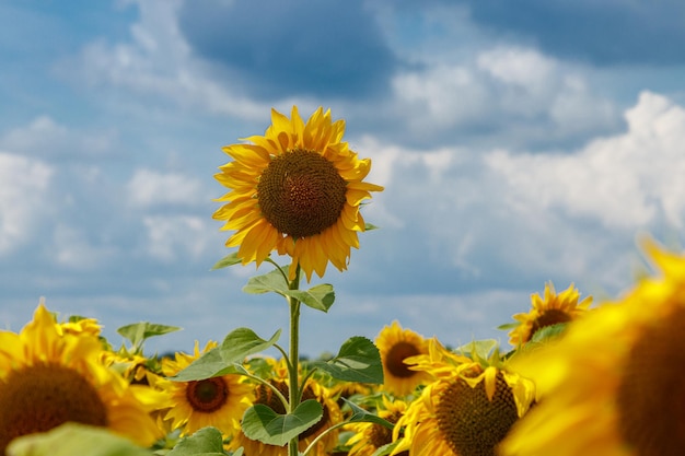 Beautiful field of yellow sunflowers on a background of blue sky with clouds