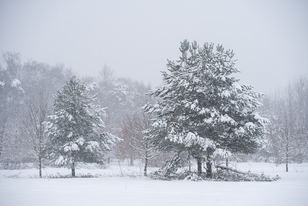 Beautiful fir tree with snow on winter nature background. Winter landscape with snowy trees and snowflakes.