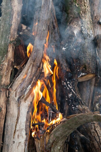 Beautiful fire flames on a campfire