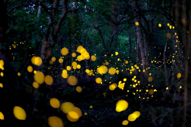 Beautiful firefly flying in the forest.