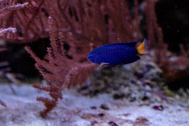 Beautiful fish Chrysiptera Parasema