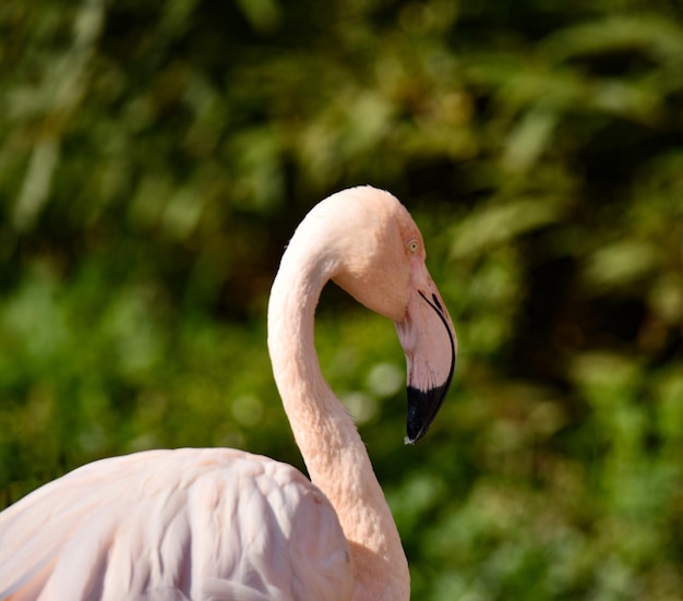 Beautiful flamingo dancing and enjoying the summer