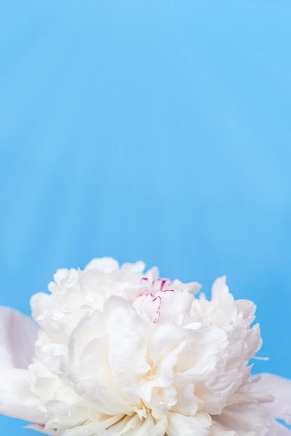 Beautiful floral background from white peonies with sunlight Tender flowers petals