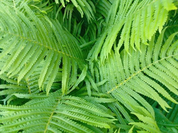 Beautiful floral background of green fern leaves