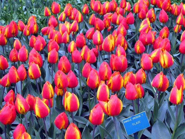 Beautiful floral background, red tulips and greenery, a large flower bed with red flowers