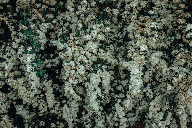 Beautiful floral background texture of white flowers