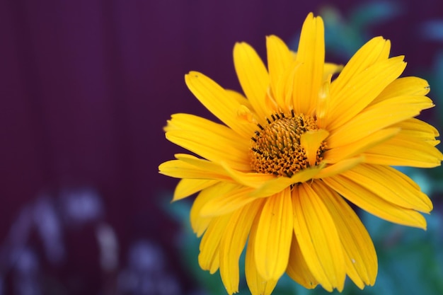 Beautiful floral background wit blooming yellow flower