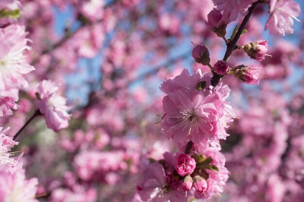 Beautiful floral background with sakura blossoms against the blue sky