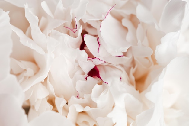 Beautiful floral nature background from white peony Tender flower petals close up Natural flowery