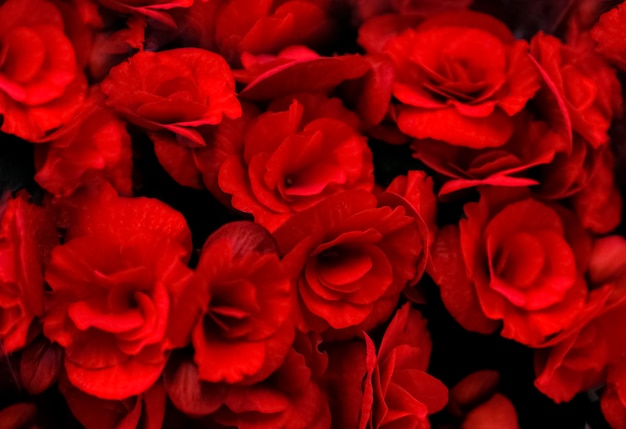 Beautiful floral pattern from red begonias. Selective focus.