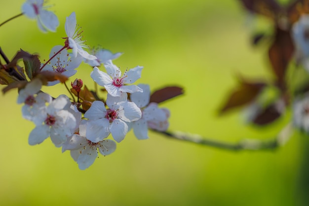 Beautiful floral spring abstract background of nature. Branches of blossoming cherry with soft focus