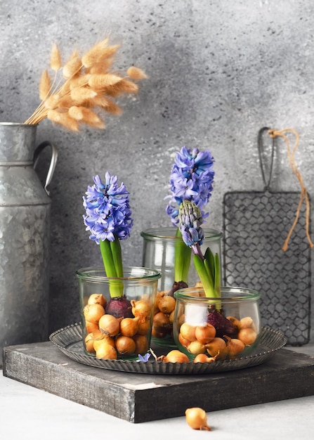 Beautiful floristic decoration with blue grape hyacinthine flowers and onion sets in the glass jars