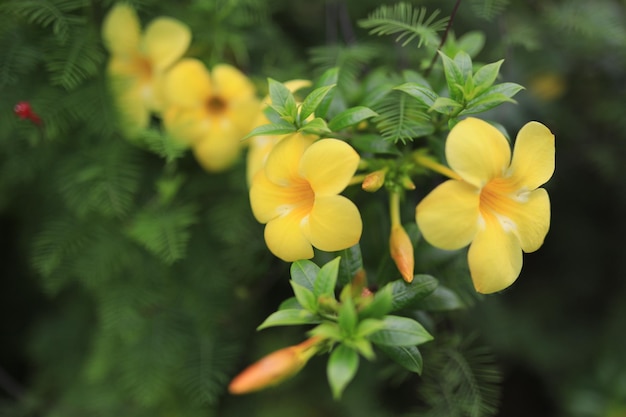 Beautiful flower field in the garden with blurry background