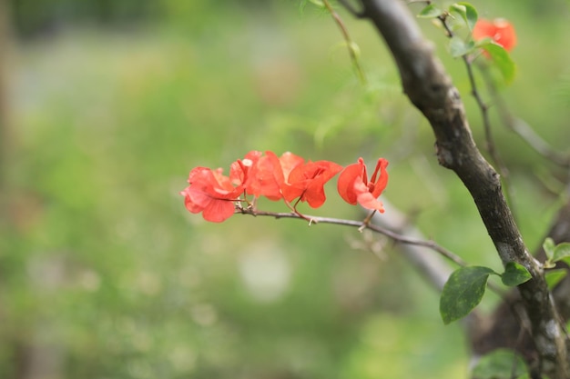 Beautiful flower field in the garden with blurry background