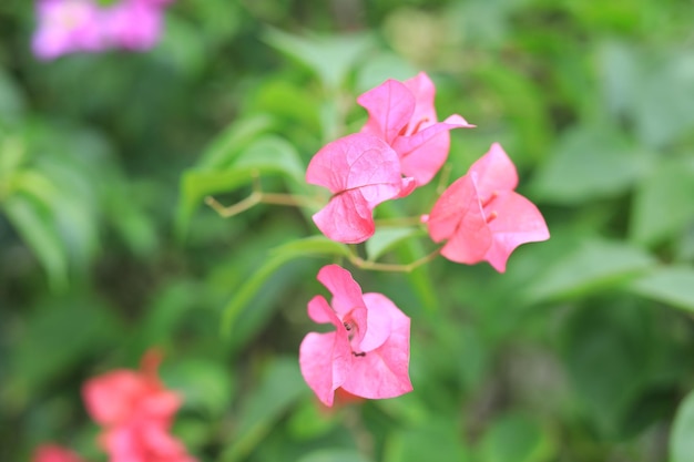 Beautiful flower field in the garden with blurry background