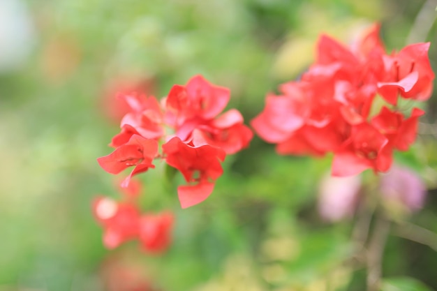 Beautiful flower field in the garden with blurry background