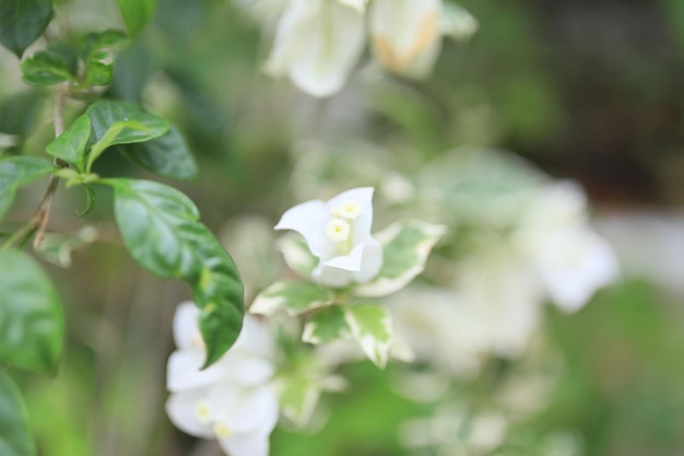 Beautiful flower field in the garden with blurry background