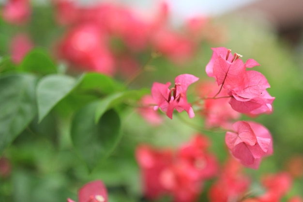 Beautiful flower field in the garden with blurry background