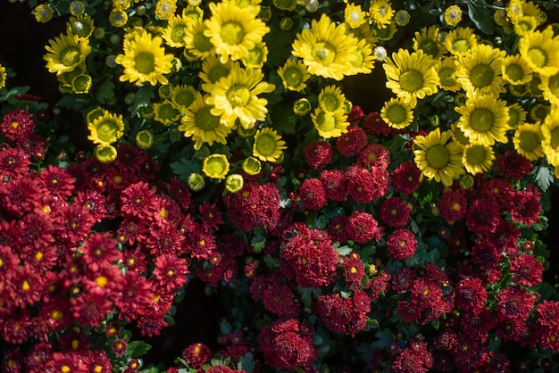 Beautiful flower garden