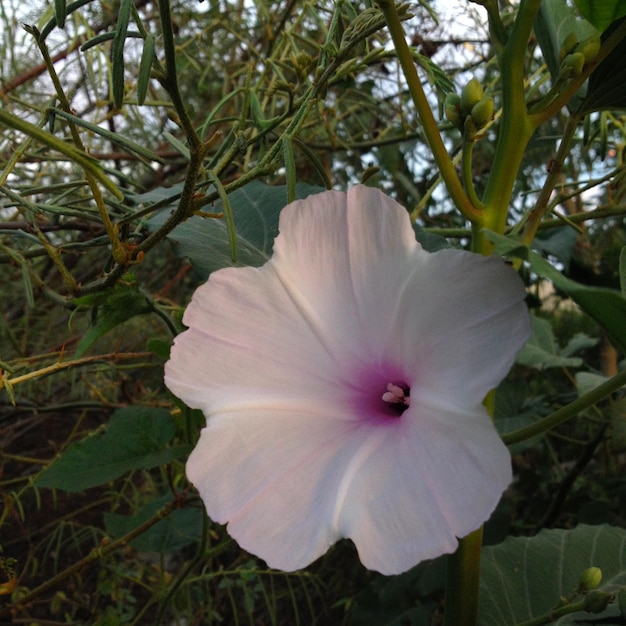 beautiful flower in the garden