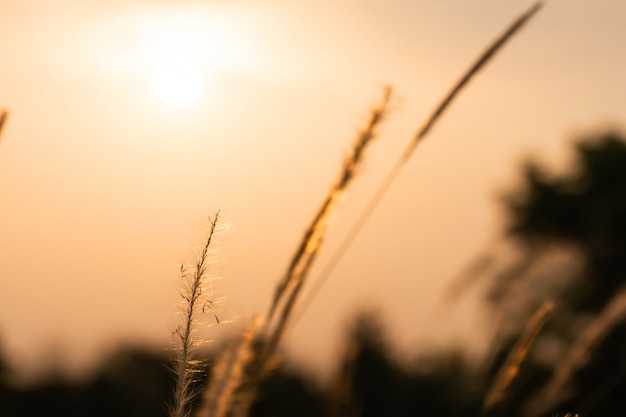 Beautiful Flower of Grass In the field In the sunset