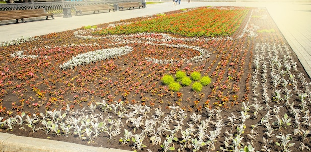 Beautiful flower lawn with silver cineraria and red begonia in the city park in summer outdoors Natural natural background of flowers