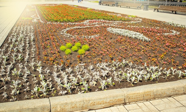 Beautiful flower lawn with silver cineraria and red begonia in the city park in summer outdoors Natural natural background of flowers