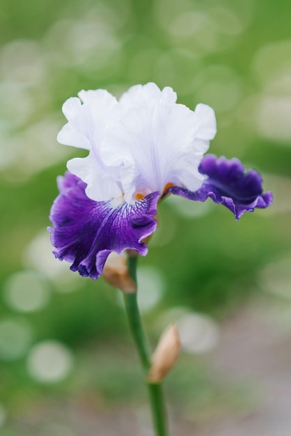 A beautiful flower of lilac and purple iris bearded in summer in the garden