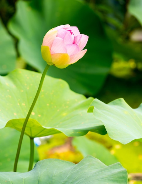 Beautiful flower of the lily on a green background in nature