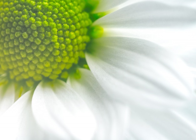 Beautiful flower in macro closeup. Pastel color.