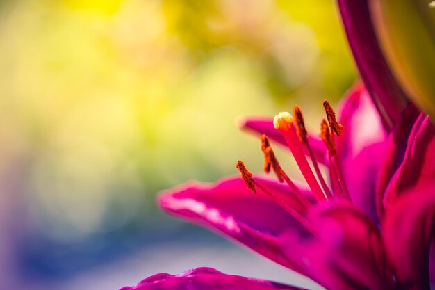 Beautiful flower in macro. Perfect bloom of lily, colorful amazing closeup. Nature brilliance