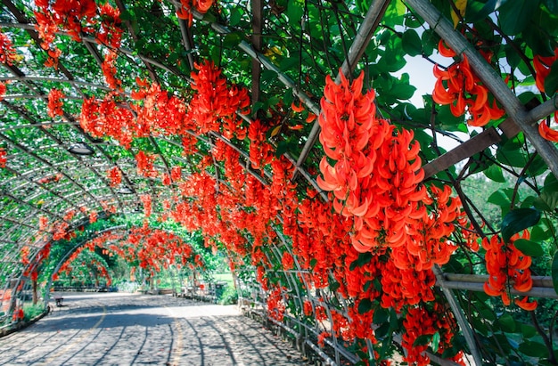 Beautiful flower of New guinea creeper in garden