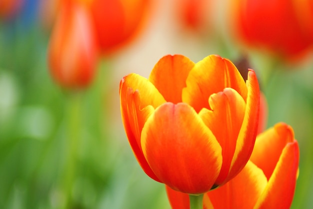 Beautiful flower of Orange tulip on blur background